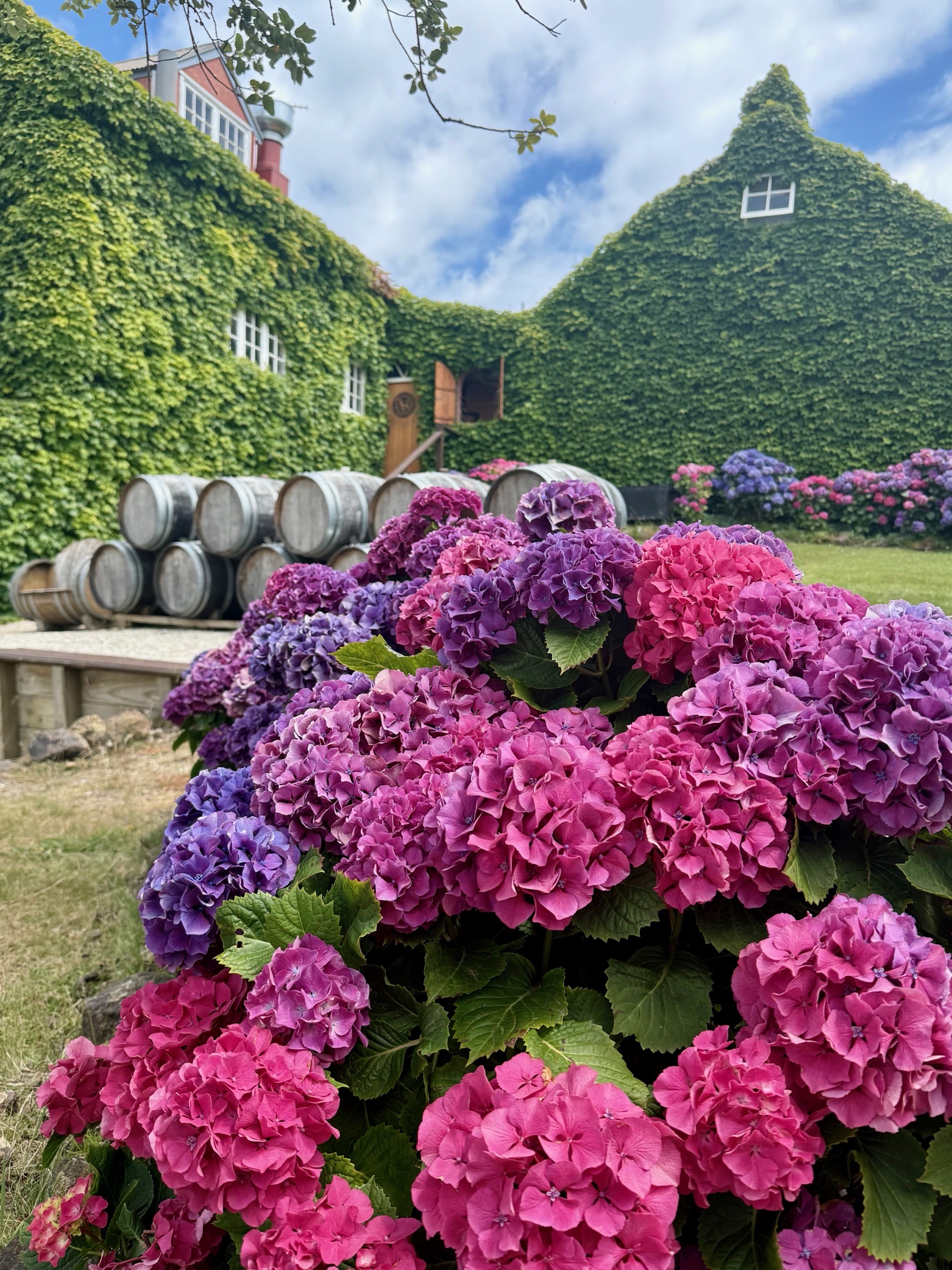 Hydrangeas and ivy-covered buildings at Mudbrick Vineyard on Waiheke Island
